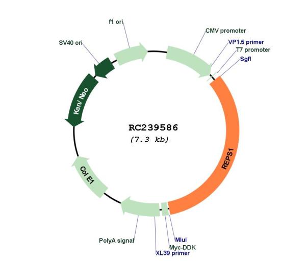 Circular map for RC239586