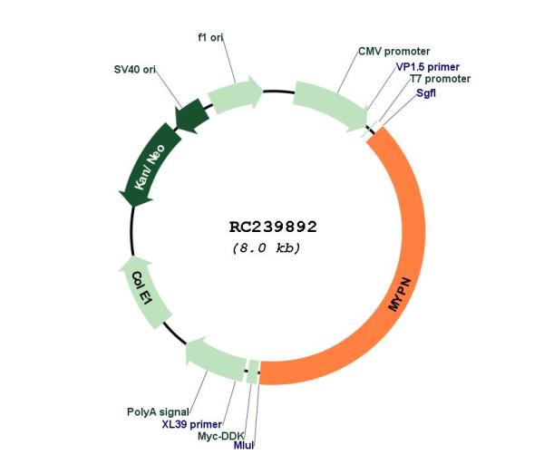 Circular map for RC239892