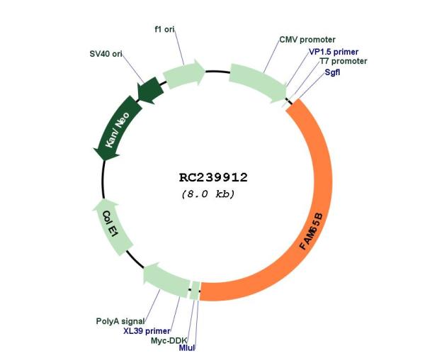 Circular map for RC239912