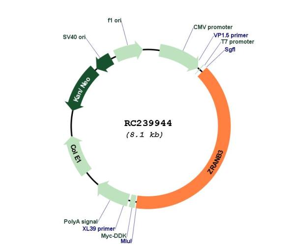 Circular map for RC239944