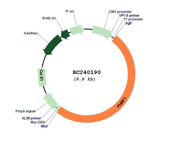 Circular map for RC240190