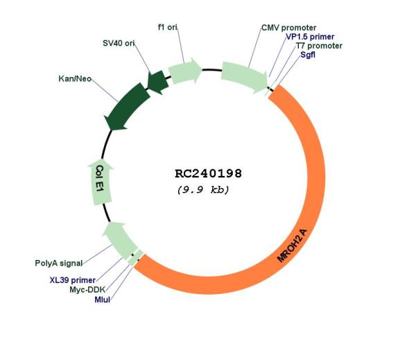 Circular map for RC240198
