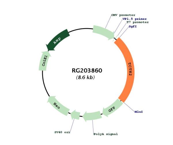 Circular map for RG203860