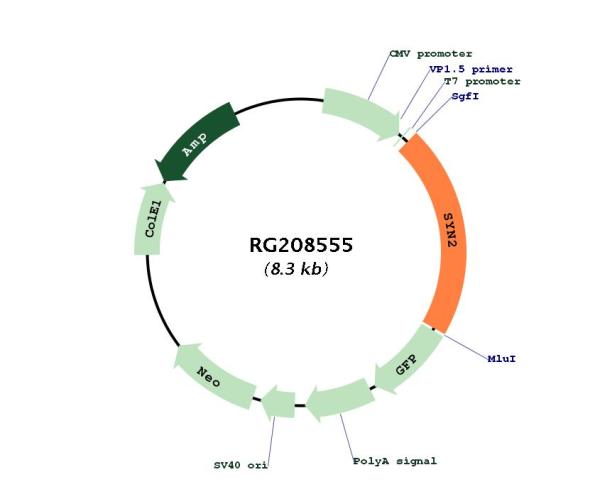 Circular map for RG208555