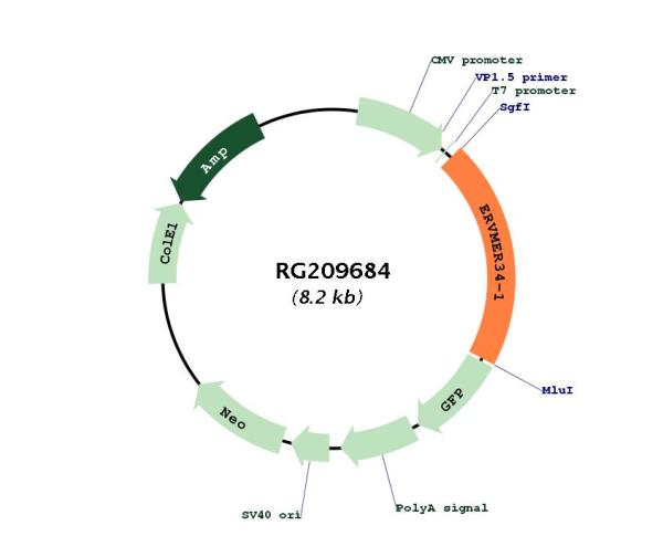 Circular map for RG209684