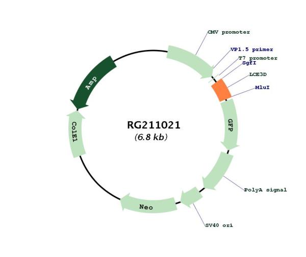 Circular map for RG211021