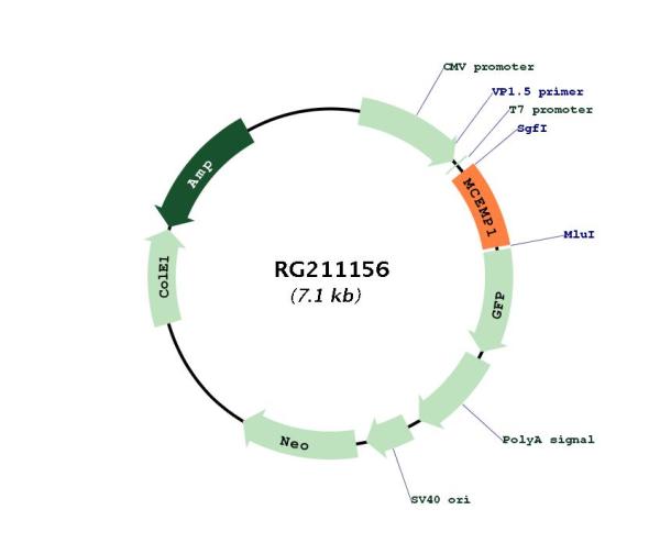 Circular map for RG211156