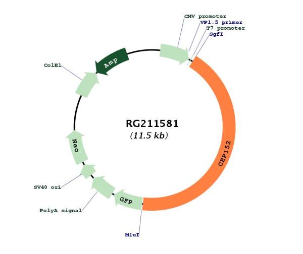 Circular map for RG211581