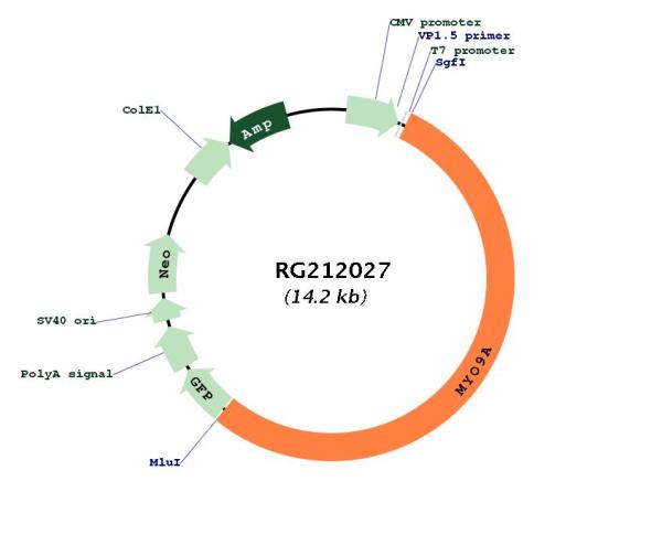 Circular map for RG212027
