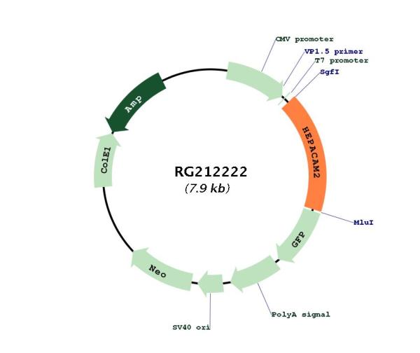 Circular map for RG212222