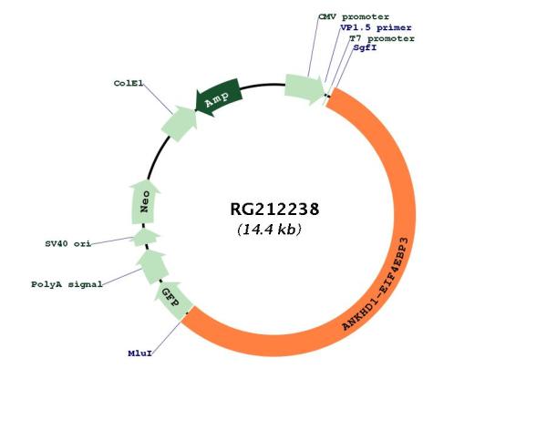 Circular map for RG212238