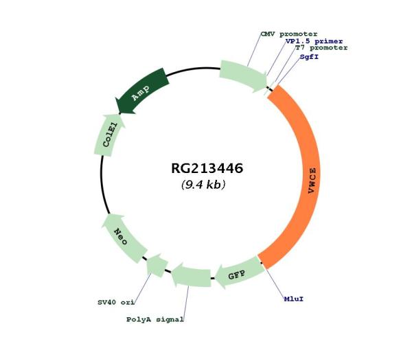 Circular map for RG213446