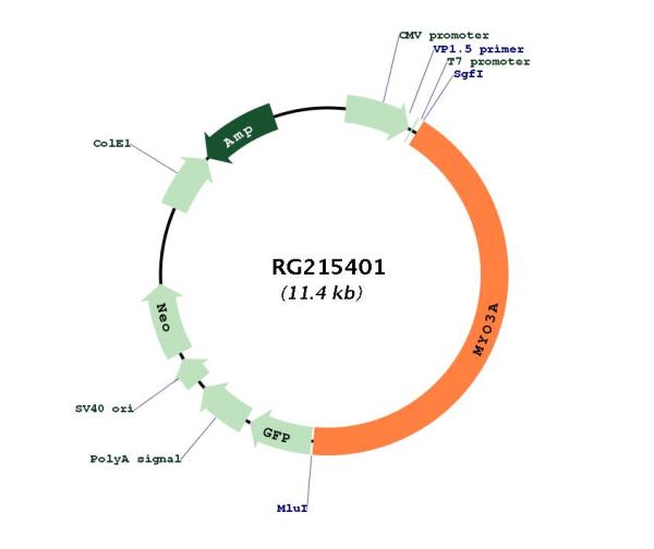 Circular map for RG215401