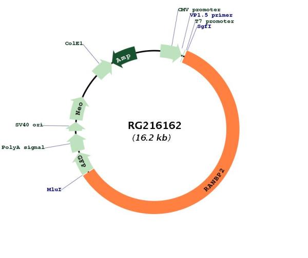Circular map for RG216162