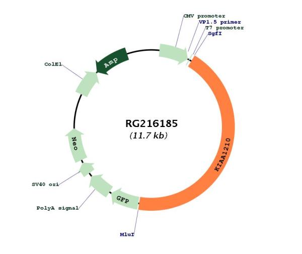 Circular map for RG216185