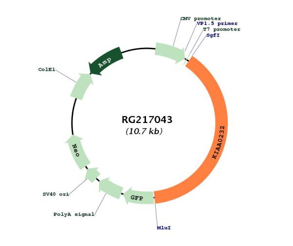 Circular map for RG217043