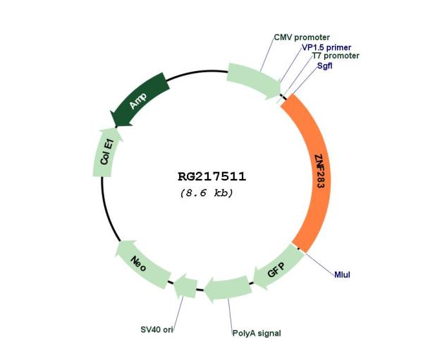 Circular map for RG217511