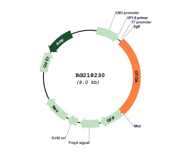 Circular map for RG218230