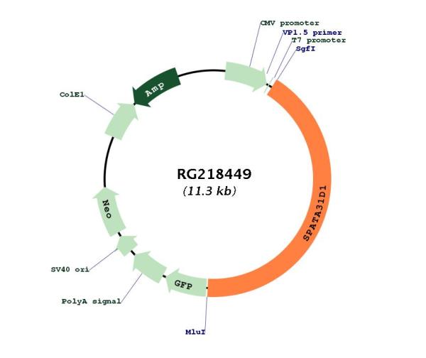 Circular map for RG218449