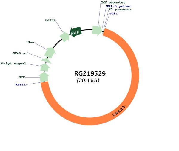 Circular map for RG219529