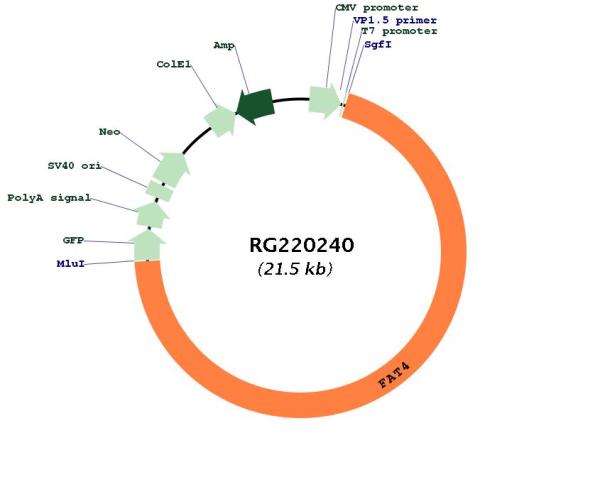 Circular map for RG220240
