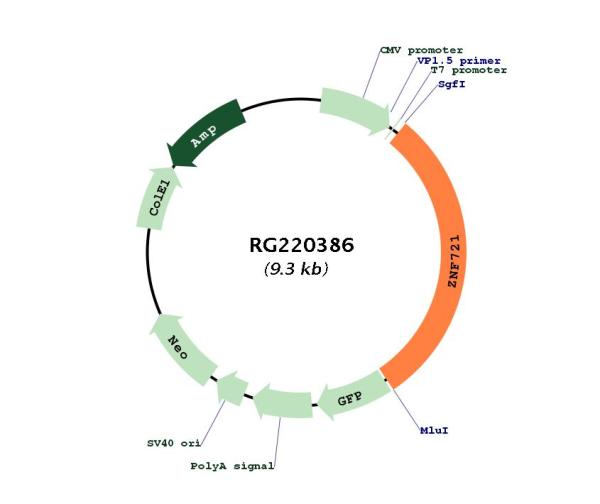 Circular map for RG220386