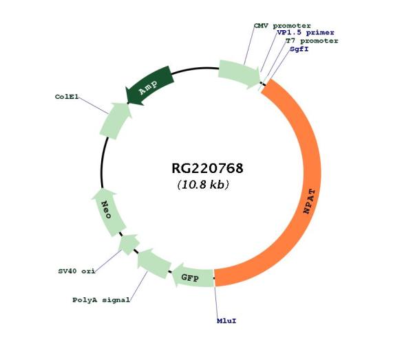Circular map for RG220768