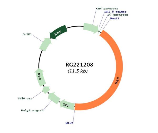 Circular map for RG221208