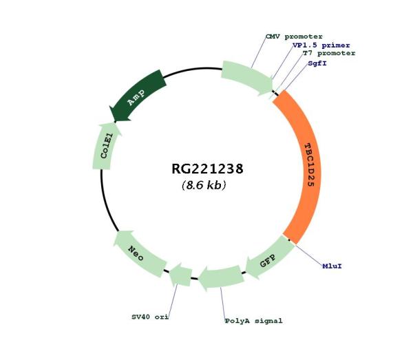 Circular map for RG221238