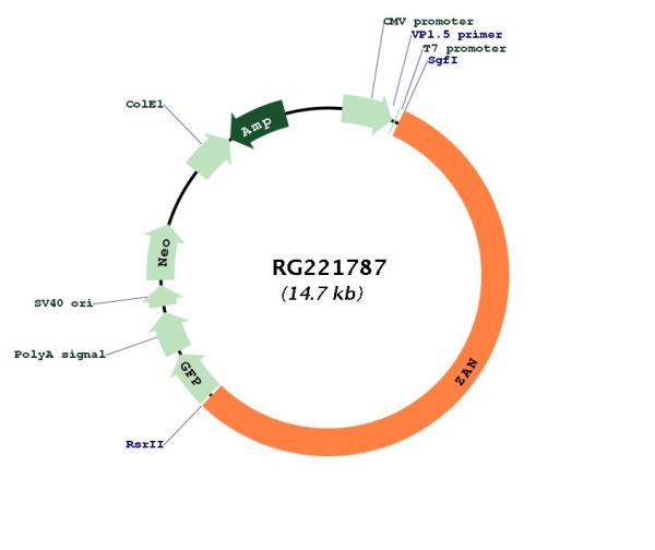 Circular map for RG221787