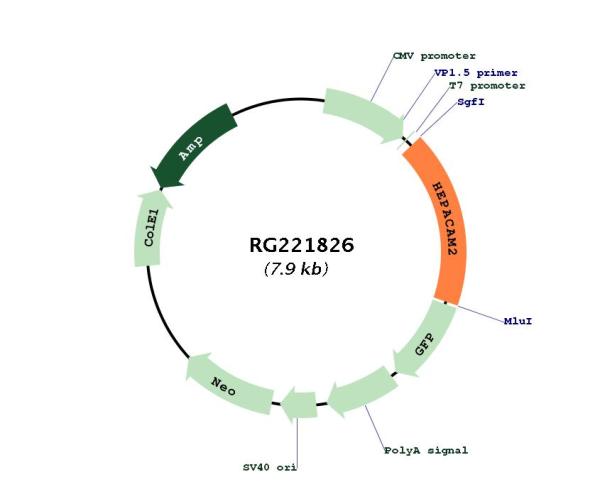 Circular map for RG221826