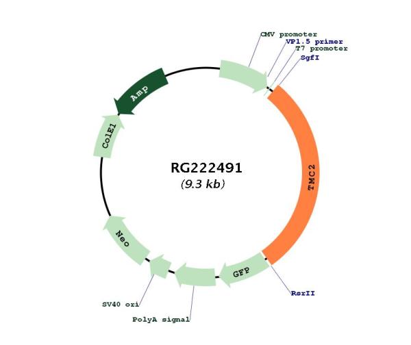 Circular map for RG222491
