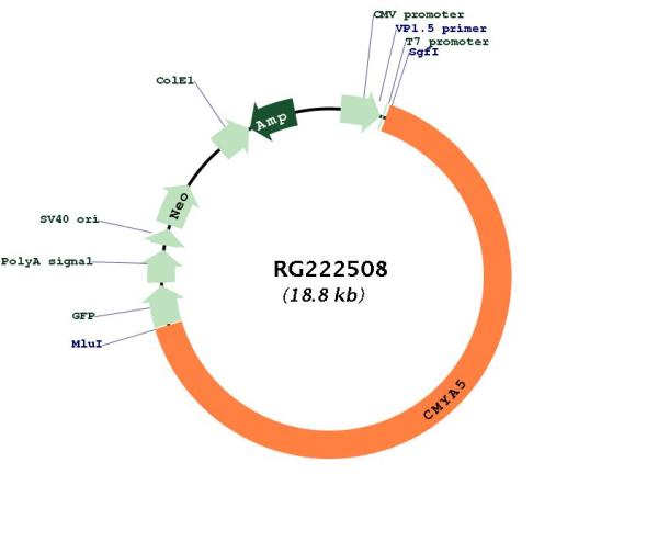 Circular map for RG222508