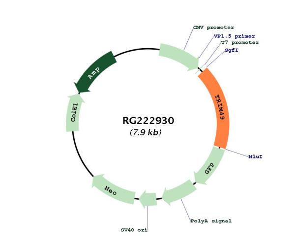 Circular map for RG222930