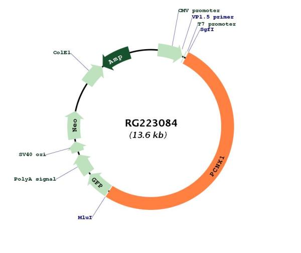 Circular map for RG223084