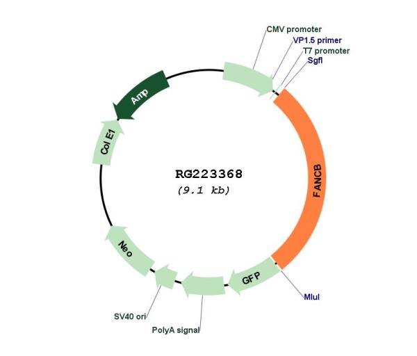 Circular map for RG223368