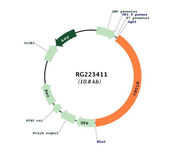 Circular map for RG223411