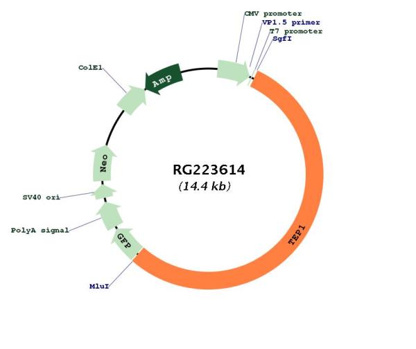 Circular map for RG223614