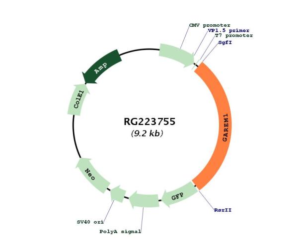 Circular map for RG223755