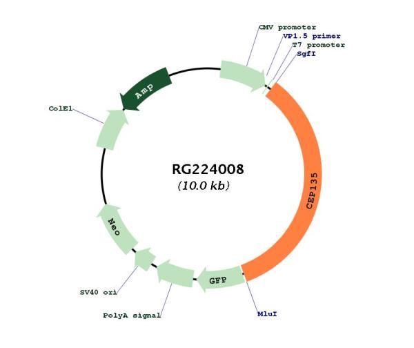 Circular map for RG224008