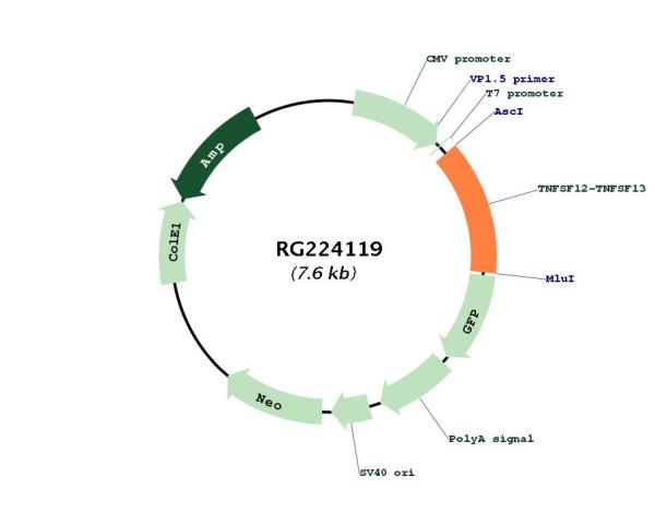 Circular map for RG224119