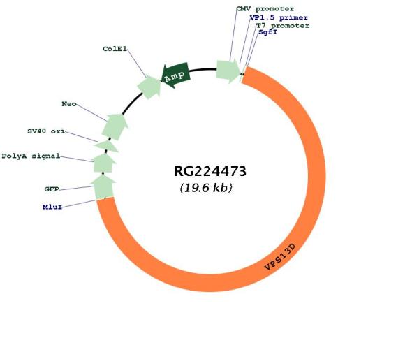 Circular map for RG224473