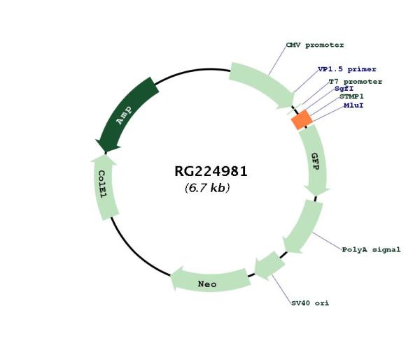 Circular map for RG224981