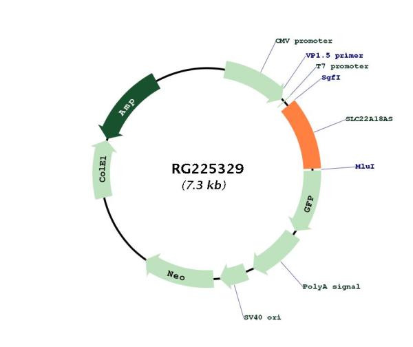 Circular map for RG225329