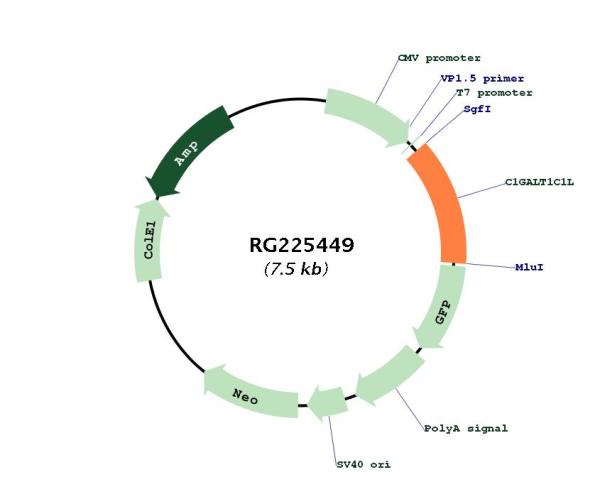 Circular map for RG225449