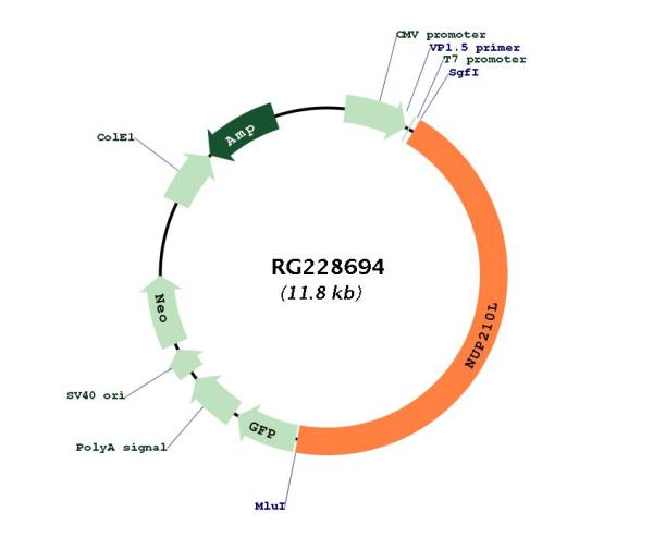 Circular map for RG228694
