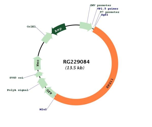 Circular map for RG229084