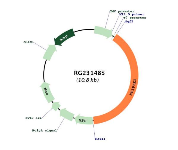 Circular map for RG231485