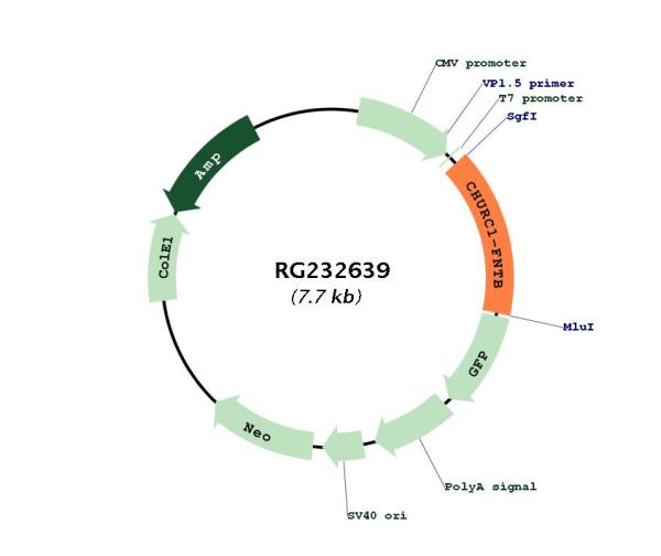 Circular map for RG232639