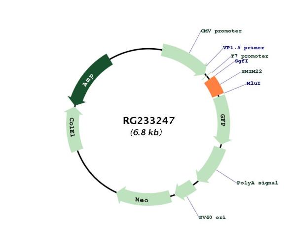 Circular map for RG233247